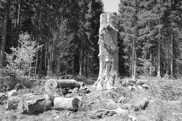 Fröhlich - Wege zu alten Bäumen - Sachsen-Anhalt - Nr 87 - † Hohle Eiche im Wald bei Friedrichsbrunn