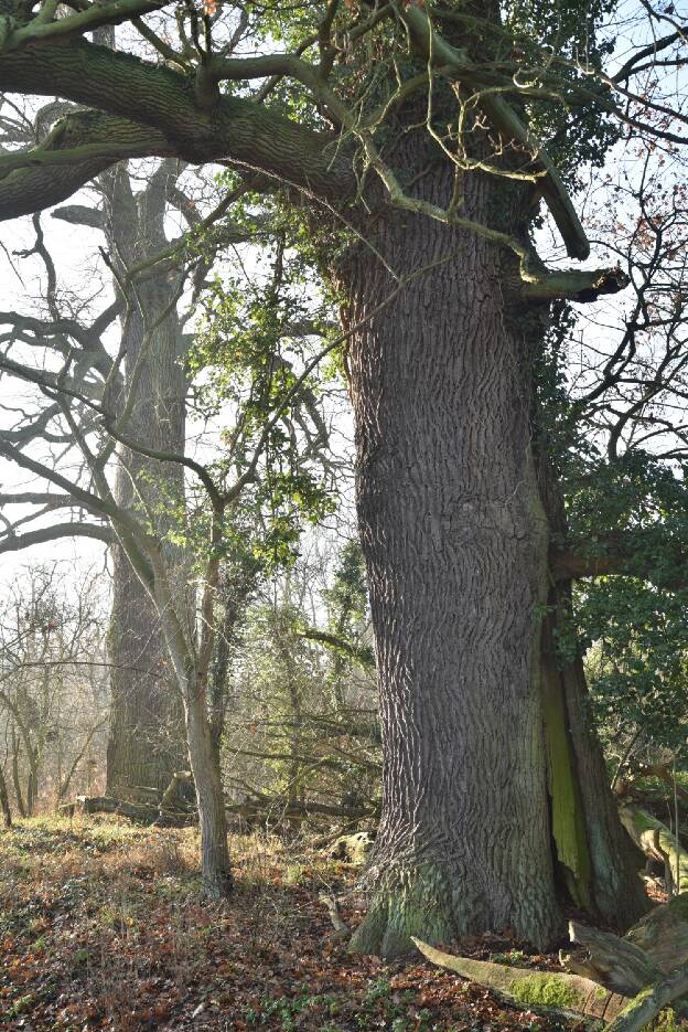 Zweite von zwei Eichen am großen Pfuhl in Liebenberg, Umfang 6,25 m