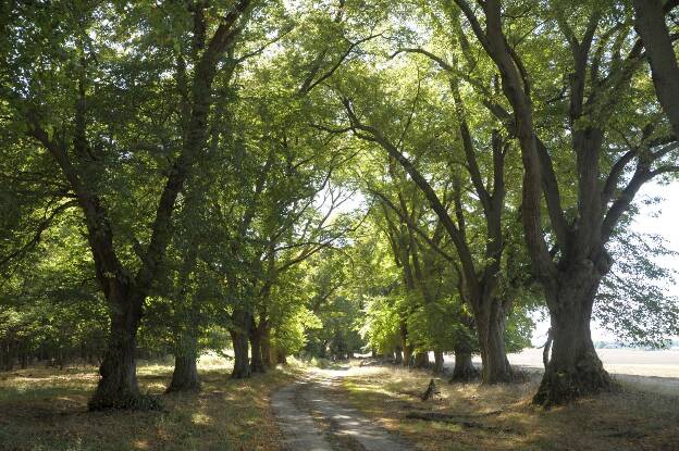 Fröhlich - Wege zu alten Bäumen - Brandenburg - Nr 80a - Lindenallee von Boitzenburg nach Weggun