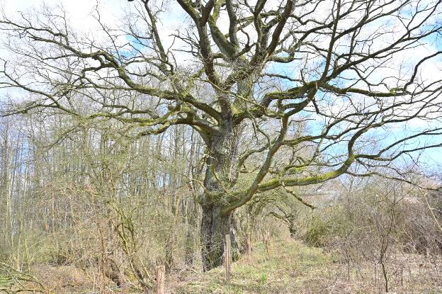 Eiche am alten Seeufer des Fleesensees bei Malchow, Umfang 5,30 m