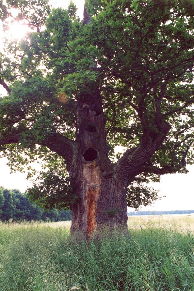 Fröhlich - Wege zu alten Bäumen - Sachsen-Anhalt - Nr 101 - Brandeiche bei Molmerswende