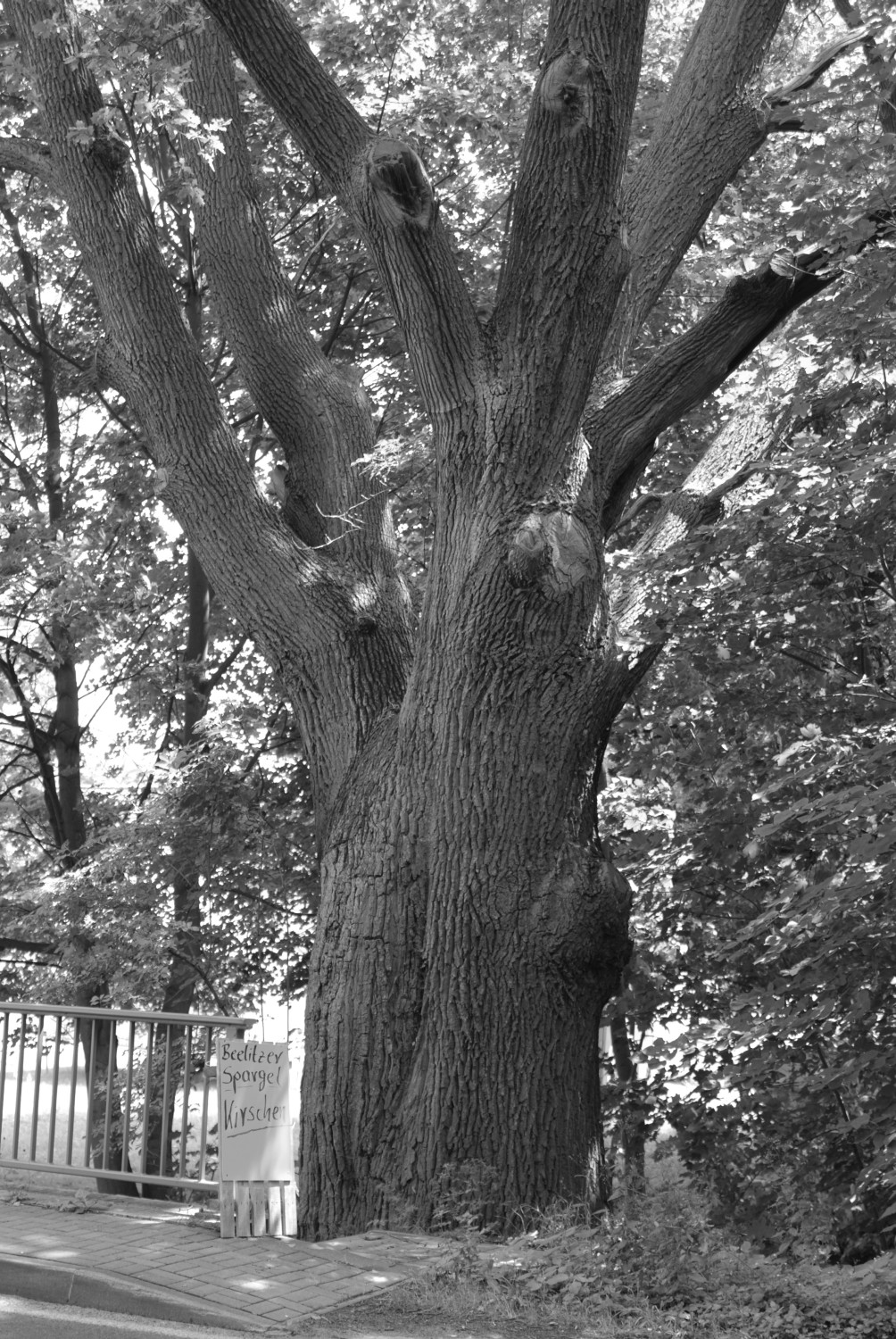 Fröhlich - Wege zu alten Bäumen - Brandenburg - Nr 223 - † Eiche in Körbiskrug
