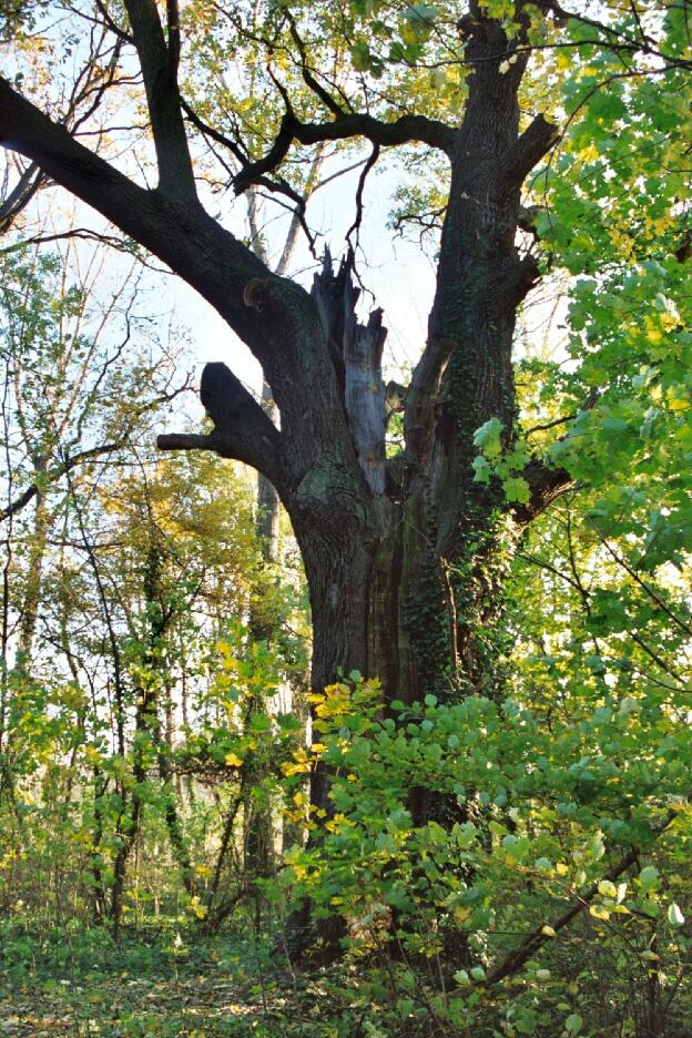 Fröhlich - Wege zu alten Bäumen - Brandenburg - Nr 236 - Eiche im Lübbener Vogelschutzgehölz