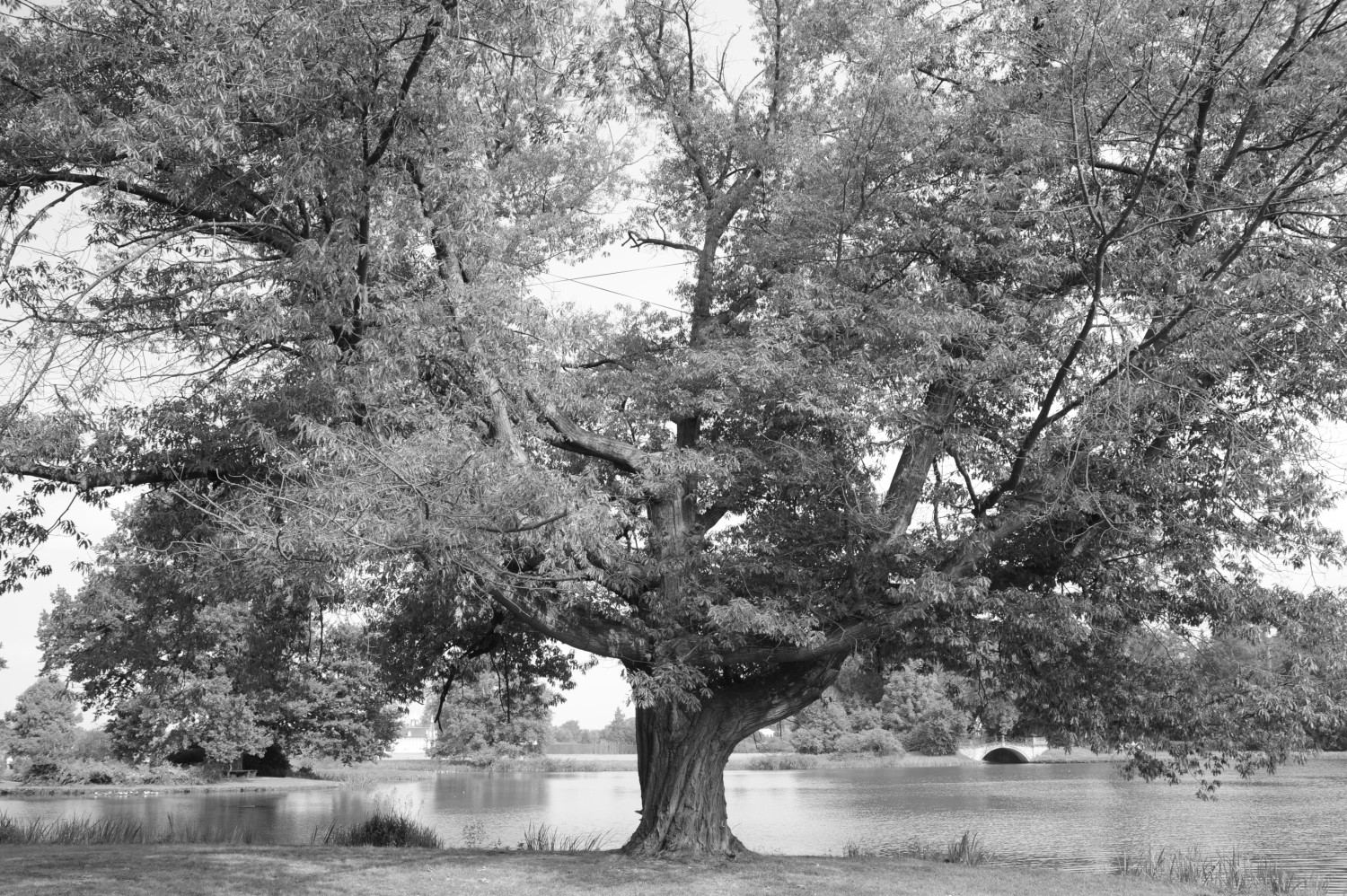 Fröhlich - Wege zu alten Bäumen - Sachsen-Anhalt - Nr 216 - † Scharlacheiche im Schloßpark Wörlitz in Neumarksgarten