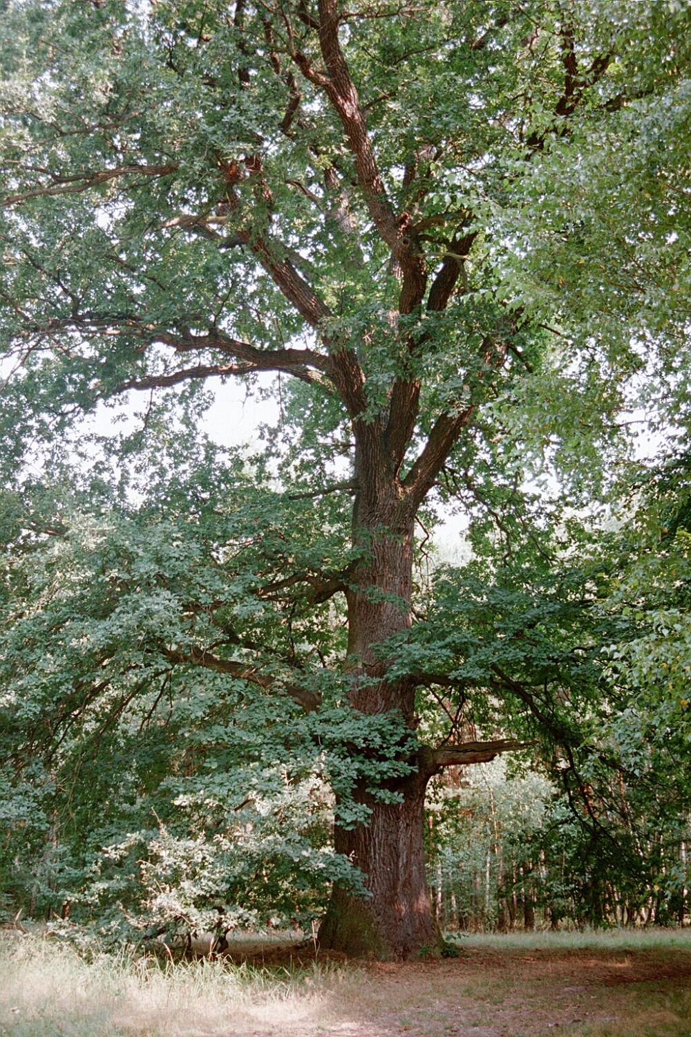 Fröhlich - Wege zu alten Bäumen - Sachsen - Nr 11 - Eiche in Dahlenberg