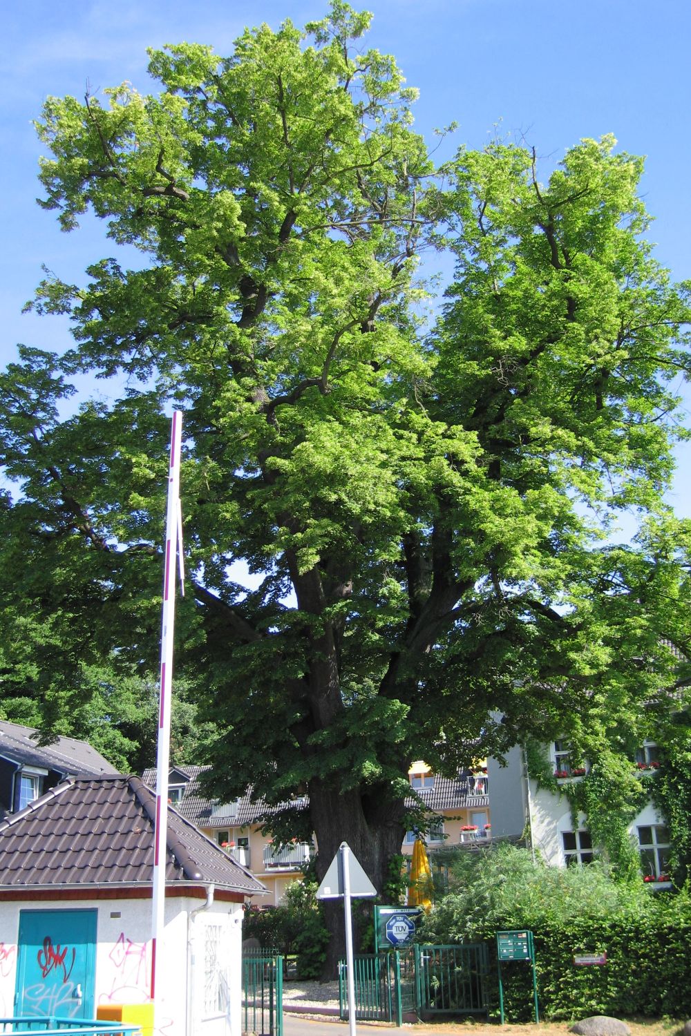 Fröhlich - Wege zu alten Bäumen - Brandenburg - Nr 118 - Linde in Eberswalde