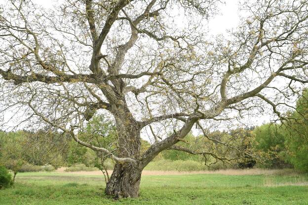 Champion Tree - Juglans regia - Echte Walnuss - Tilzow - Umfang 5,00 m