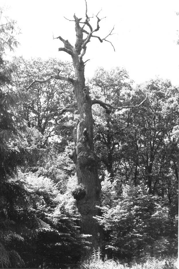 Fröhlich - Wege zu alten Bäumen - Sachsen-Anhalt - Nr 144 - † Sandbergeiche im Loderslebener Forst