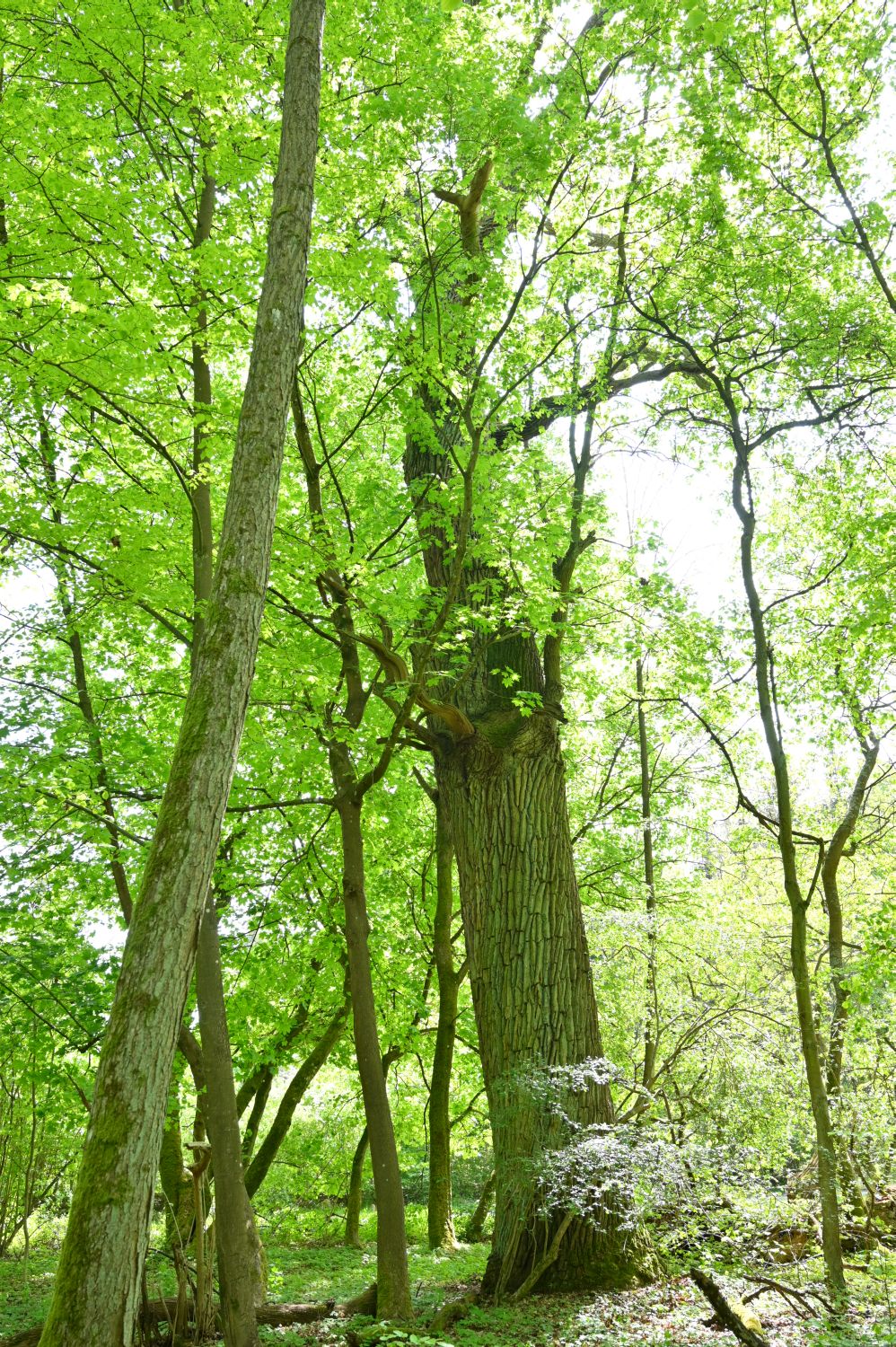 Fröhlich - Wege zu alten Bäumen - Brandenburg - Nr 117 - Eiche bei Marienwerder