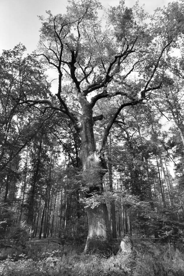 Fröhlich - Wege zu alten Bäumen - Brandenburg - Nr 112 - † Minckwitz-Eiche bei Liebenthal