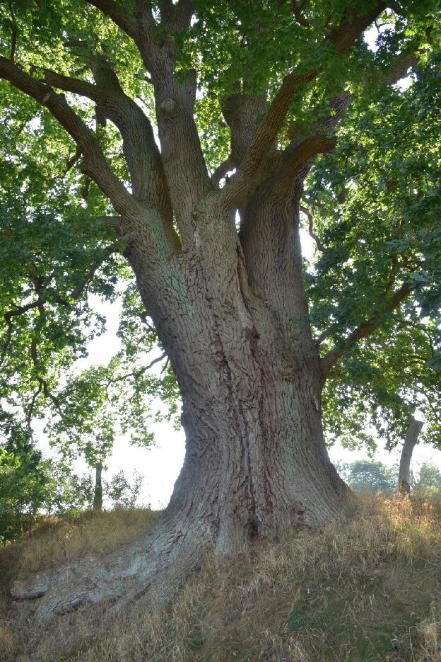 Hangeiche in Bellin (Quercus robur), Umfang 7,27 m