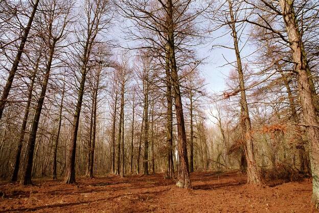 Fröhlich - Wege zu alten Bäumen - Sachsen-Anhalt - Nr 117 - Sumpfzypressenhain in der Fuhne-Aue bei Mösthinsdorf