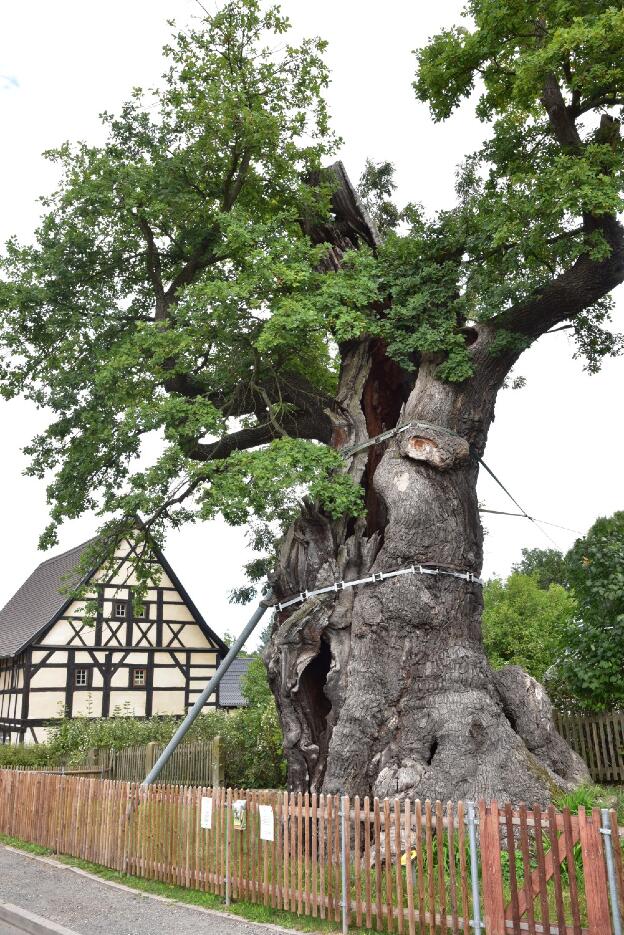 Fröhlich - Wege zu alten Bäumen - Thüringen - Nr 355 - Tausendjährige Eiche in Nöbdenitz