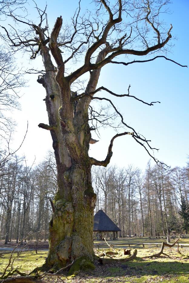 Pferdekopfeiche im Tiergarten Ivenack, Umfang 8,91 m 