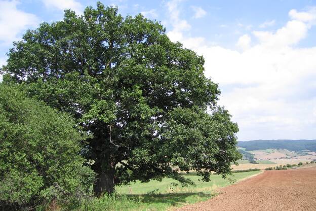 Fröhlich - Wege zu alten Bäumen - Thüringen - Nr 55 - Eiche am Bettelmannsfriedhof bei Badra