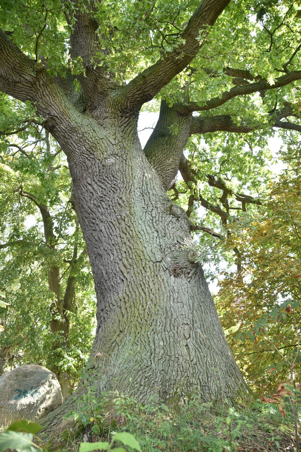 Eiche in Seebeck (Quercus robur), Umfang 6,34 m