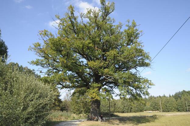 Fröhlich - Wege zu alten Bäumen - Sachsen - Nr 122 - Ruhland-Eiche bei Würschnitz