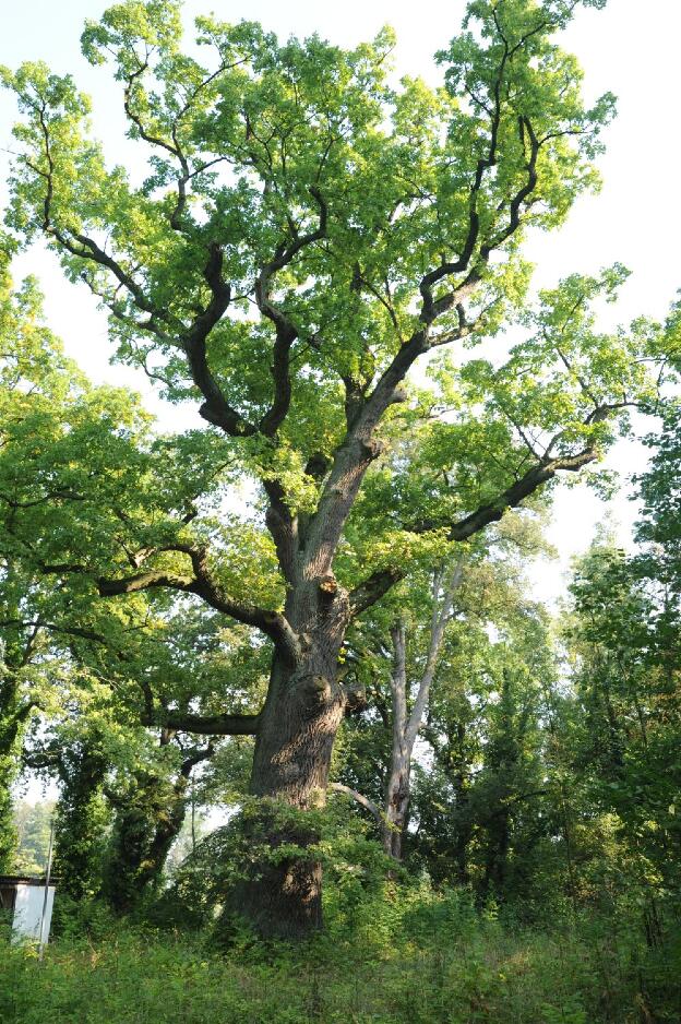Fröhlich - Wege zu alten Bäumen - Brandenburg - Nr 75a - Eiche im Park von Damitzow