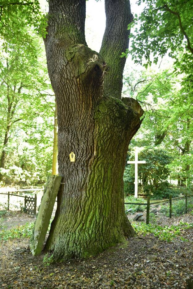 Eiche am Erbbegräbnis im Dahlener Park, Umfang 5,51 m