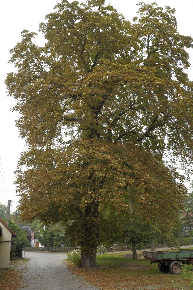 Fröhlich - Wege zu alten Bäumen - Sachsen - Nr 89b - Kastanie bei  Diesbar-Seußlitz