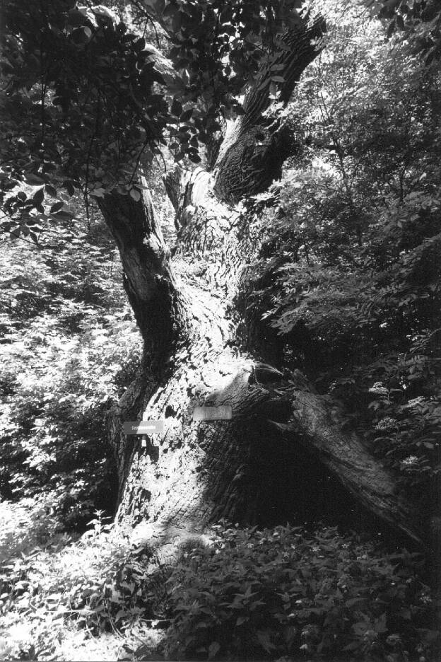 Fröhlich - Wege zu alten Bäumen - Sachsen-Anhalt - Nr 113 - † Sophieneiche im Allstedter Forst