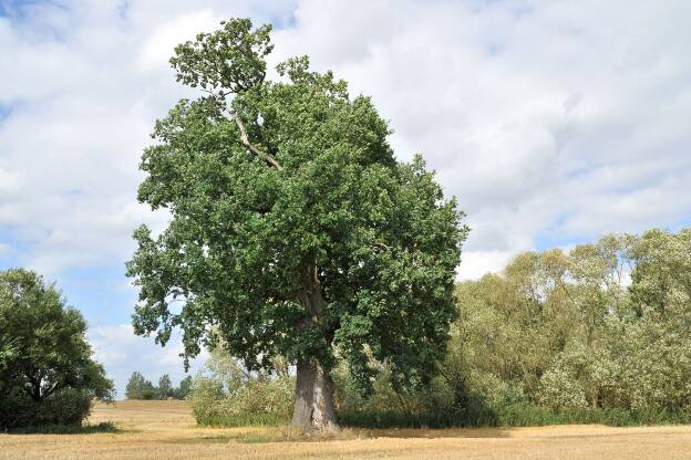 Feldeiche bei Schwabendorf (Quercus robur), Umfang 5,65 m