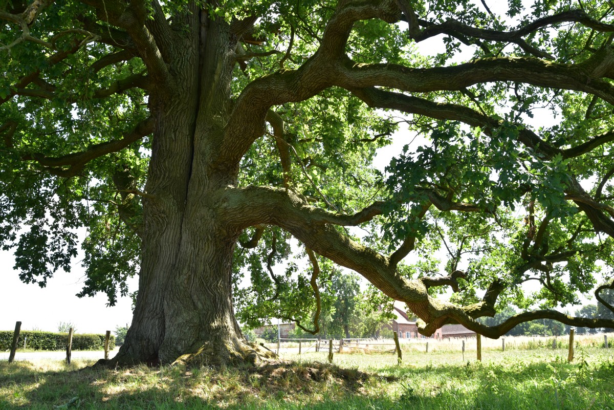 Breite Eiche an den alten Höfen von Bantin (Quercus robur), Umfang 6,29 m 