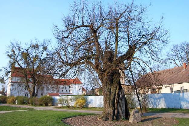 Fröhlich - Wege zu alten Bäumen - Brandenburg - Nr 56 - Gerichtslinde in Zehdenick