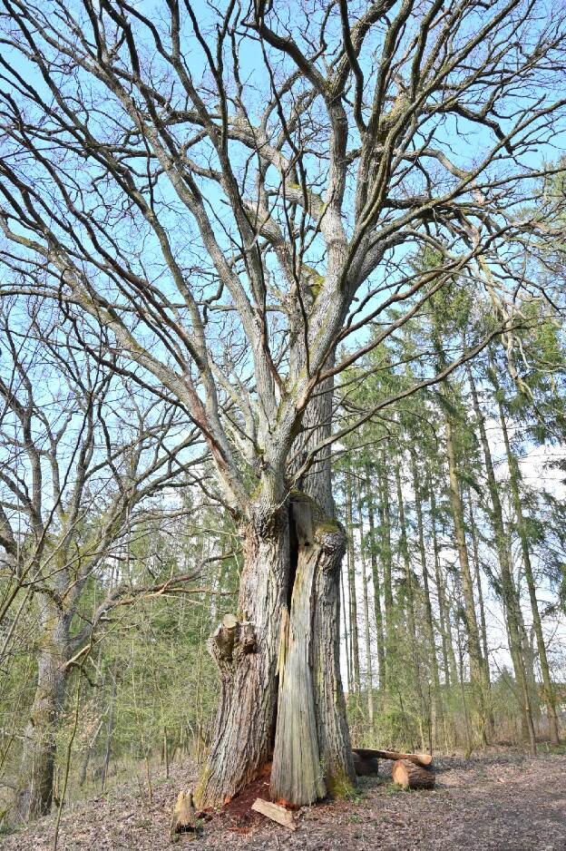 Eiche im Wald bei Loppin, Umfang 6,32 m