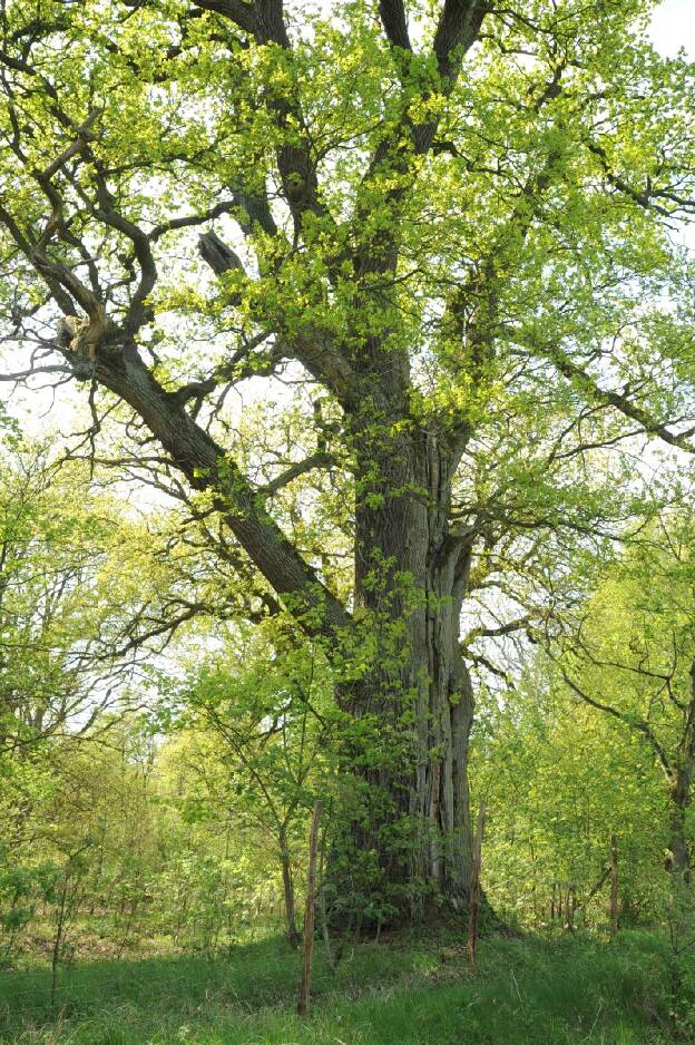 Fröhlich - Wege zu alten Bäumen - Brandenburg - Nr 52 - Eiche bei Tornow