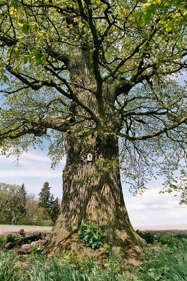 Fröhlich - Wege zu alten Bäumen - Mecklenburg-Vorpommern - Nr 103-2 - Stieleichengruppe bei Quilow - Eiche 2