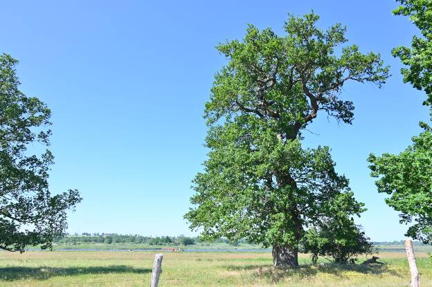 Eiche bei Kavelpaß, Umfang 5,34 m