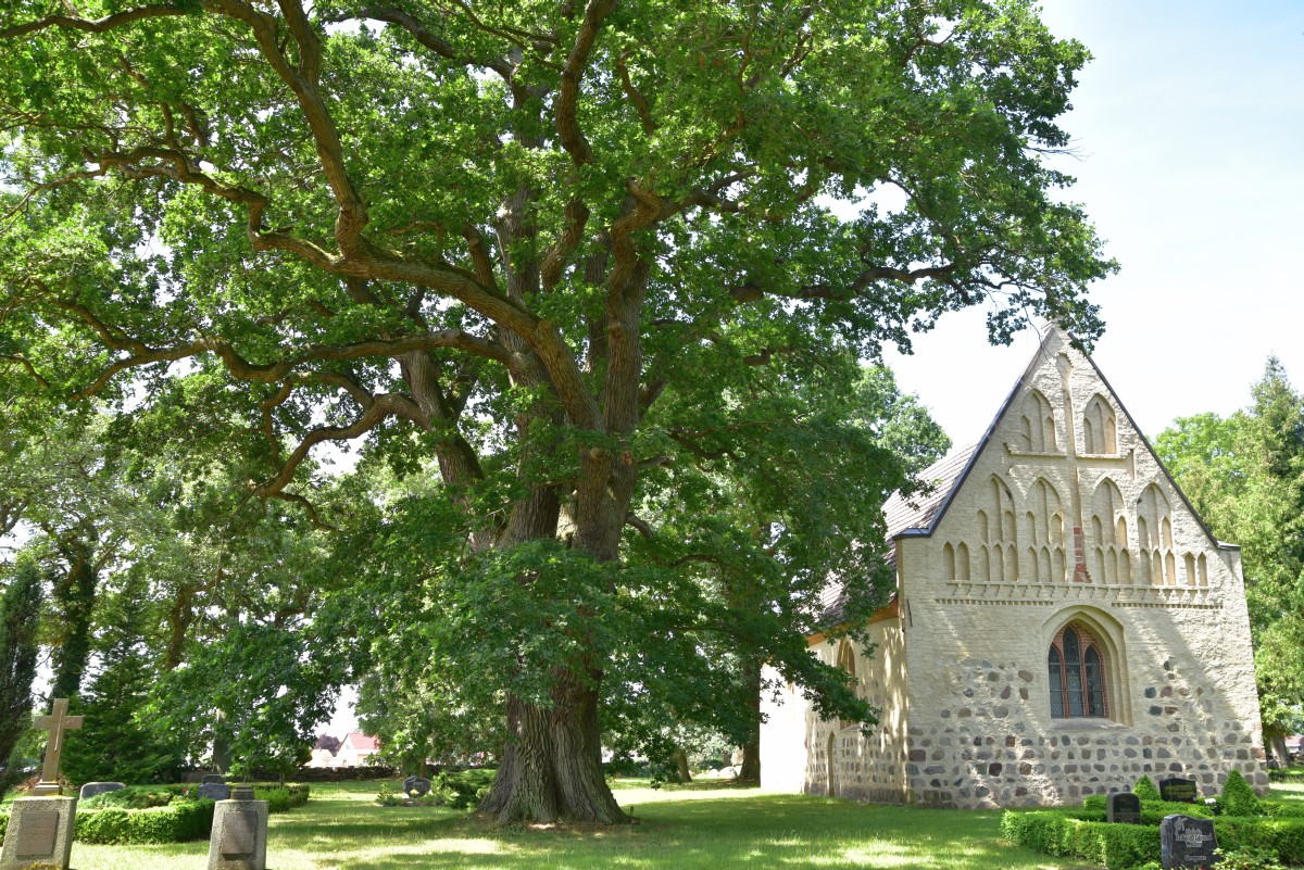 Eiche an der Kirche in Medrow (Quercus robur), Umfang 6,19 m 