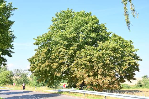 Fröhlich - Wege zu alten Bäumen - Brandenburg - Nr 74a - Weitere Kastanie an der Straße nach Schönfeld