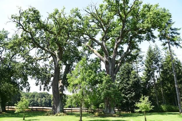 Eichen an der Försterei Groß Wismar, Eiche 1, Umfang 6,97 m 