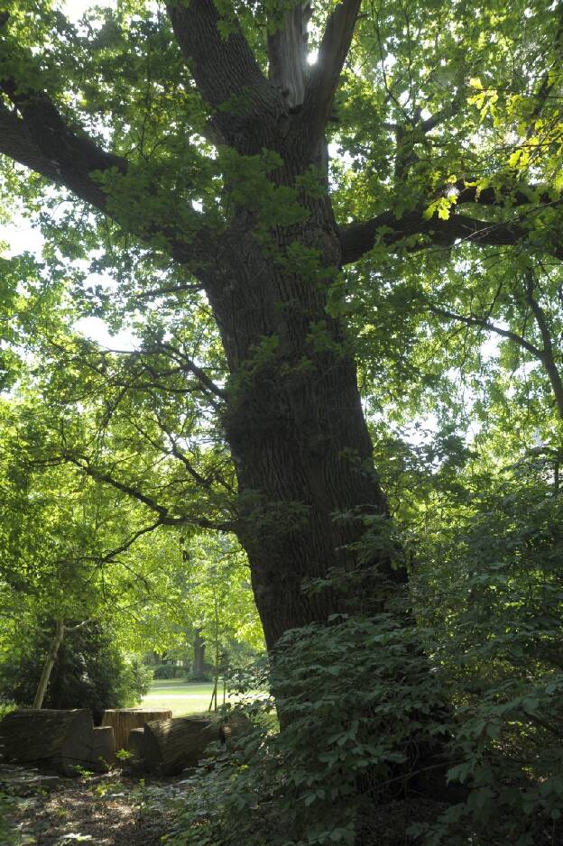 Eiche im Gehölz (Quercus robur), Umfang 6,06 m 