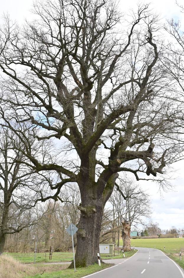 Fröhlich - Wege zu alten Bäumen - Brandenburg - Nr 62a - Weitere Eiche in der Allee bei Klevesche Häuser