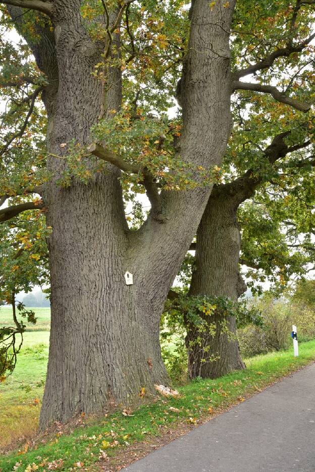 Eiche in der Allee bei Dreetz (Quercus robur), Umfang 5,98 m 