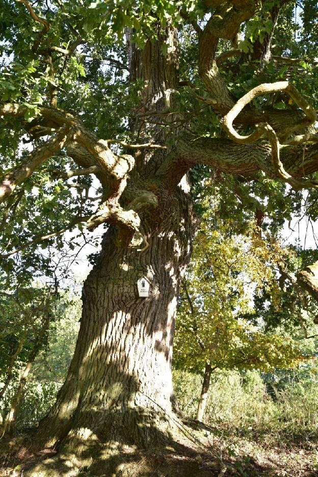 Eiche Nr 2 südöstlich Schlieffenberg (Quercus robur), Umfang 5,55 m 