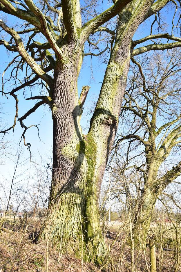 Eiche im Wald bei Blumenow, Umfang 6,01 m