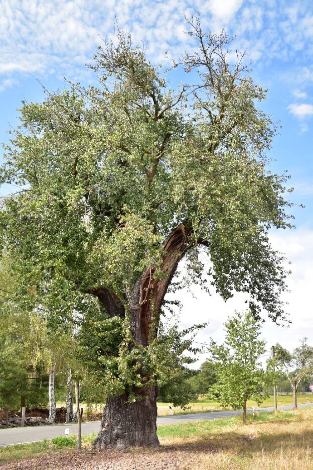 Fröhlich - Wege zu alten Bäumen - Sachsen-Anhalt - Nr 223 - Birnbaum in Ateritz