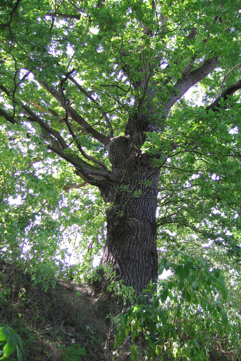 Fröhlich - Wege zu alten Bäumen - Mecklenburg-Vorpommern - Nr 230b - Dritte Eiche am Hohlweg bei Gehren