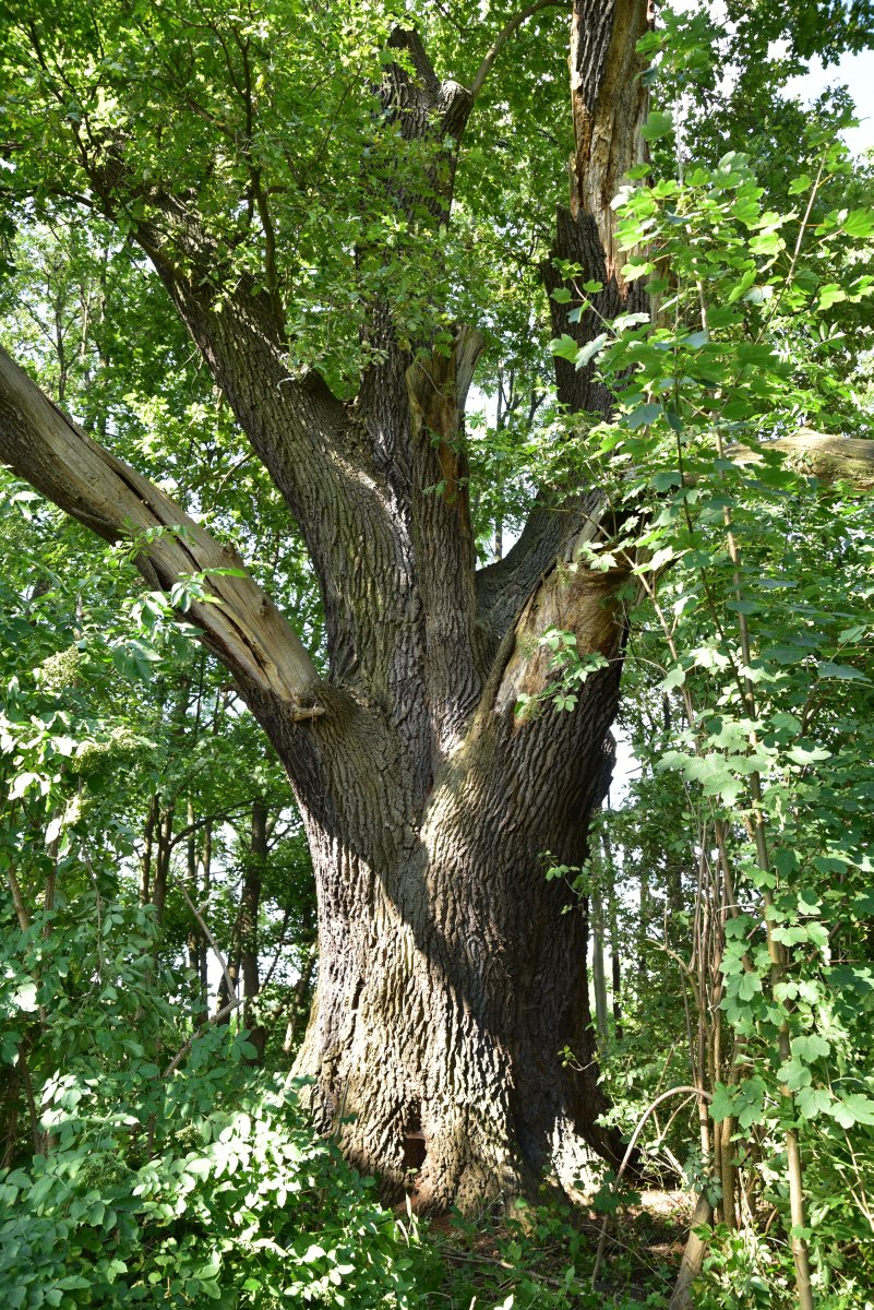 Eiche am Cuxgraben bei Wollup im Oderbruch (Quercus robur), Umfang 6,43 m 