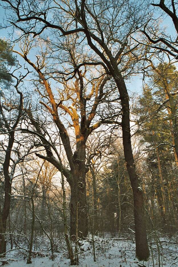 Fröhlich - Wege zu alten Bäumen - Brandenburg - Nr 217 - Eiche im Stülper Park