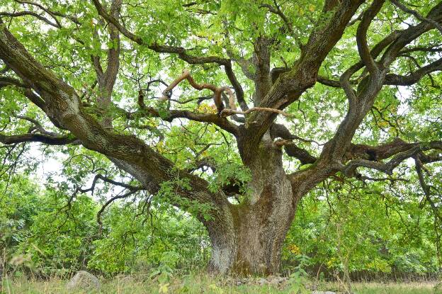 Trauben-Eiche am langen Rehmel bei Groß Dratow, Umfang 5,51 m