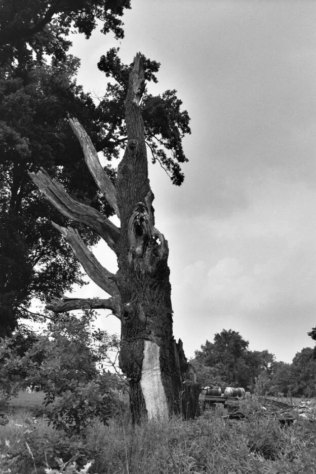 Fröhlich - Wege zu alten Bäumen - Sachsen - Nr 139 - † Narbiger Veteran im Schloßpark Milkel