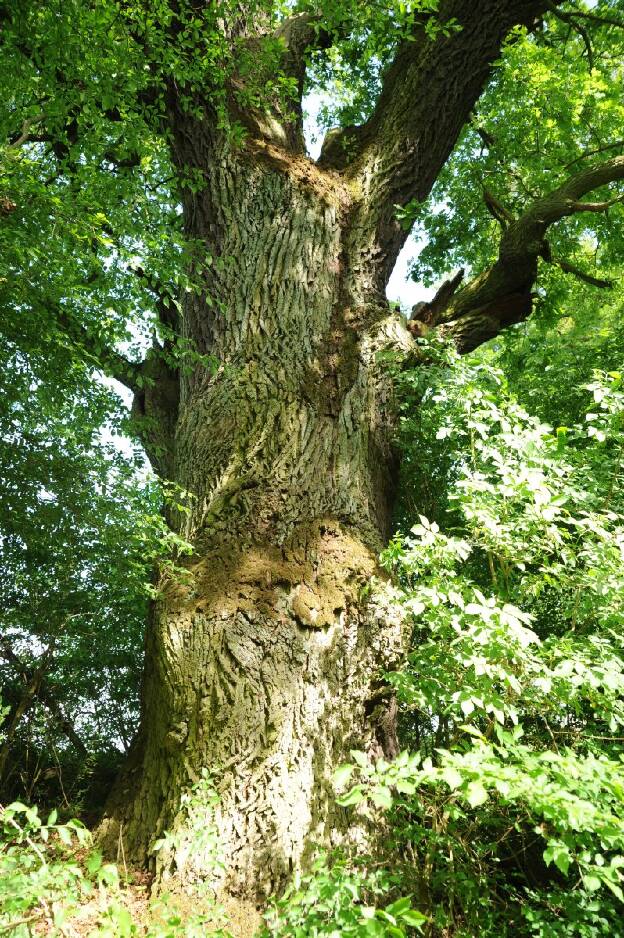 Mächtige Eiche an der Eichenallee (Quercus robur), Umfang 7,16 m 