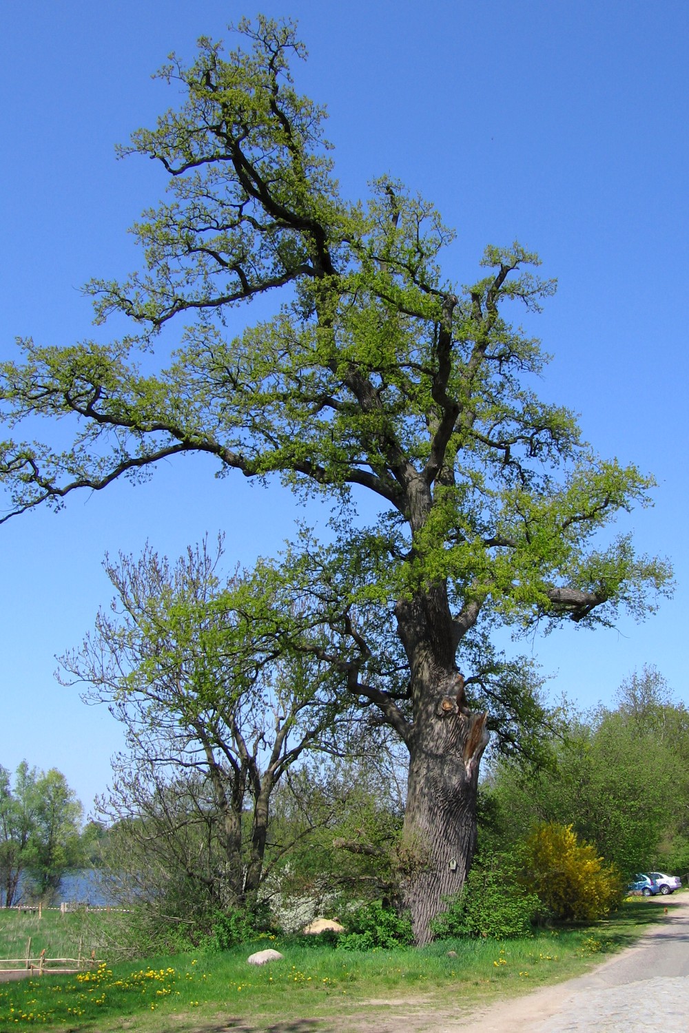 Dritte Eiche an der Seestraße in Kuchelmiß, Umfang 6,14 m