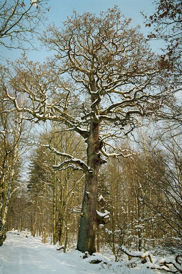 Fröhlich - Wege zu alten Bäumen - Mecklenburg-Vorpommern - Nr 249 - Köhlerei-Eiche bei Kränkenteich