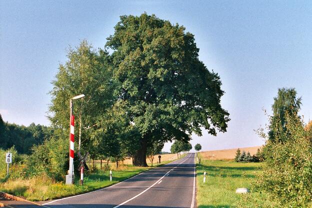 Fröhlich - Wege zu alten Bäumen - Sachsen - Nr 120 - Eiche am Bahnwärterhaus Gelenau